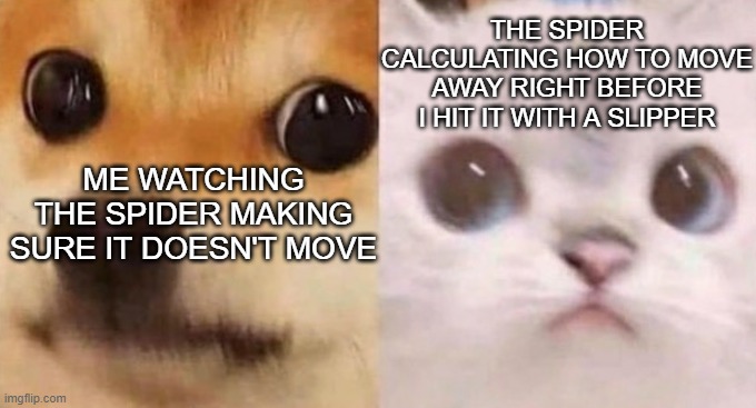 sussy spider | THE SPIDER CALCULATING HOW TO MOVE AWAY RIGHT BEFORE I HIT IT WITH A SLIPPER; ME WATCHING THE SPIDER MAKING SURE IT DOESN'T MOVE | image tagged in scared cat and scared dog,spider,cute,memes,doge,kitty | made w/ Imgflip meme maker