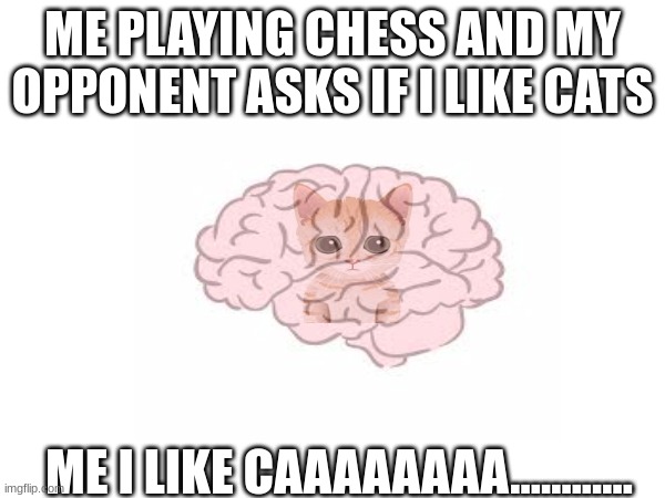 when mittens has ruined cats for you | ME PLAYING CHESS AND MY OPPONENT ASKS IF I LIKE CATS; ME I LIKE CAAAAAAAA............ | image tagged in chess,funny memes,funny,memes | made w/ Imgflip meme maker