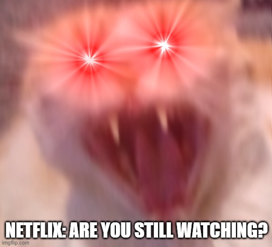 Curse Netflix for this... >:( | NETFLIX: ARE YOU STILL WATCHING? | image tagged in angry cat,netflix and chill,cats | made w/ Imgflip meme maker