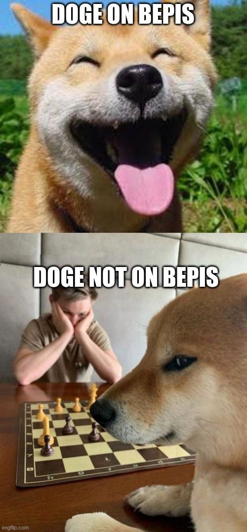 doggo | DOGE ON BEPIS; DOGE NOT ON BEPIS | image tagged in happy doge,chess doge | made w/ Imgflip meme maker