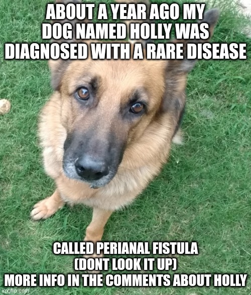 ABOUT A YEAR AGO MY DOG NAMED HOLLY WAS DIAGNOSED WITH A RARE DISEASE; CALLED PERIANAL FISTULA (DONT LOOK IT UP)
MORE INFO IN THE COMMENTS ABOUT HOLLY | made w/ Imgflip meme maker