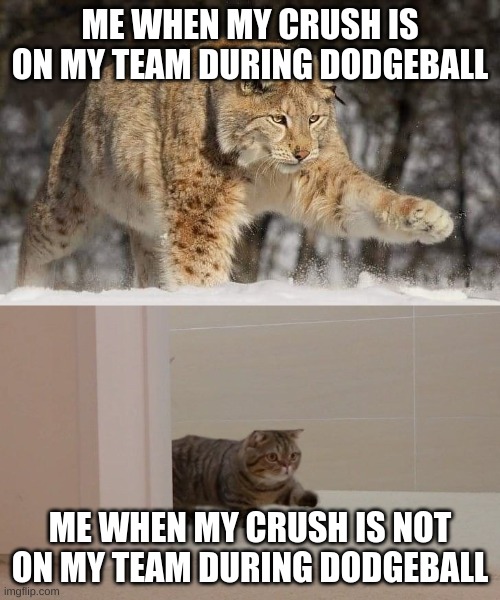 So true though.. | ME WHEN MY CRUSH IS ON MY TEAM DURING DODGEBALL; ME WHEN MY CRUSH IS NOT ON MY TEAM DURING DODGEBALL | image tagged in snow leopard and housecat | made w/ Imgflip meme maker