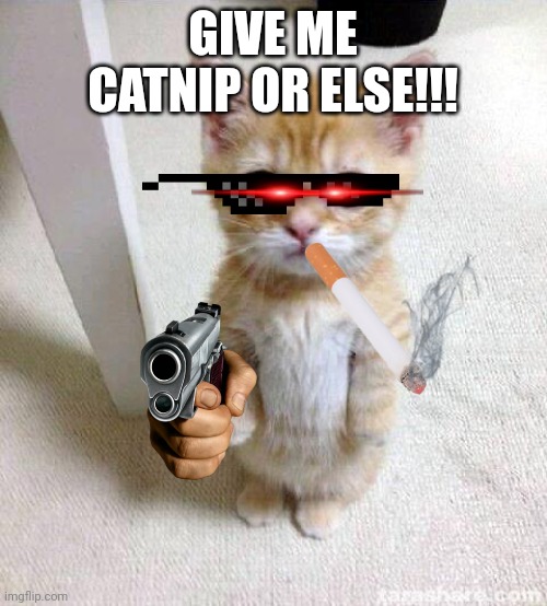 Cute Cat | GIVE ME CATNIP OR ELSE!!! | image tagged in memes,cute cat | made w/ Imgflip meme maker
