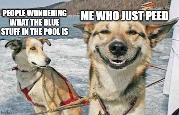 it happens to all dogs | PEOPLE WONDERING WHAT THE BLUE STUFF IN THE POOL IS; ME WHO JUST PEED | image tagged in memes,original stoner dog | made w/ Imgflip meme maker