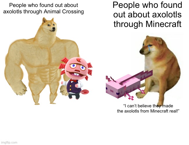 Axolotls | People who found out about axolotls through Minecraft; People who found out about axolotls through Animal Crossing; “I can’t believe they made the axolotls from Minecraft real!” | image tagged in memes,buff doge vs cheems,minecraft,animal crossing,axolotl,minecraft memes | made w/ Imgflip meme maker