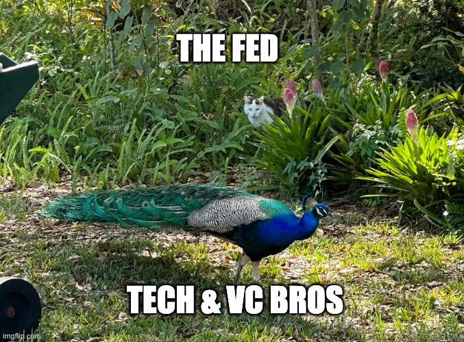 tech bros | THE FED; TECH & VC BROS | image tagged in peacock | made w/ Imgflip meme maker