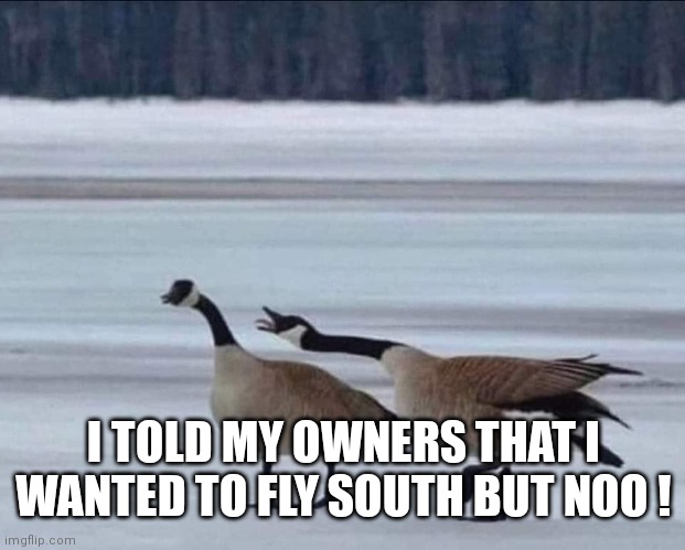 Geese | I TOLD MY OWNERS THAT I WANTED TO FLY SOUTH BUT NOO ! | image tagged in geese | made w/ Imgflip meme maker