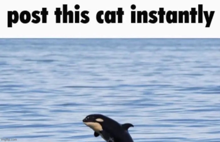 post this cat instantly | image tagged in bruh,lol,why are you reading this | made w/ Imgflip meme maker