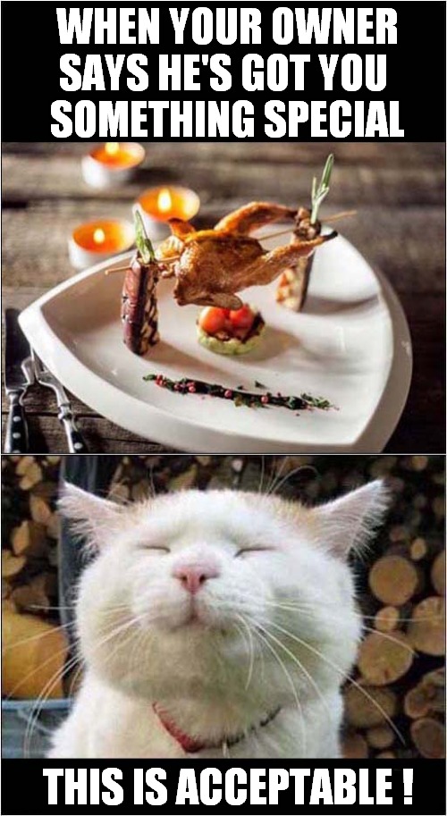 A Delighted Cat ! | WHEN YOUR OWNER SAYS HE'S GOT YOU
 SOMETHING SPECIAL; THIS IS ACCEPTABLE ! | image tagged in cats,cat at dinner,it is acceptable | made w/ Imgflip meme maker