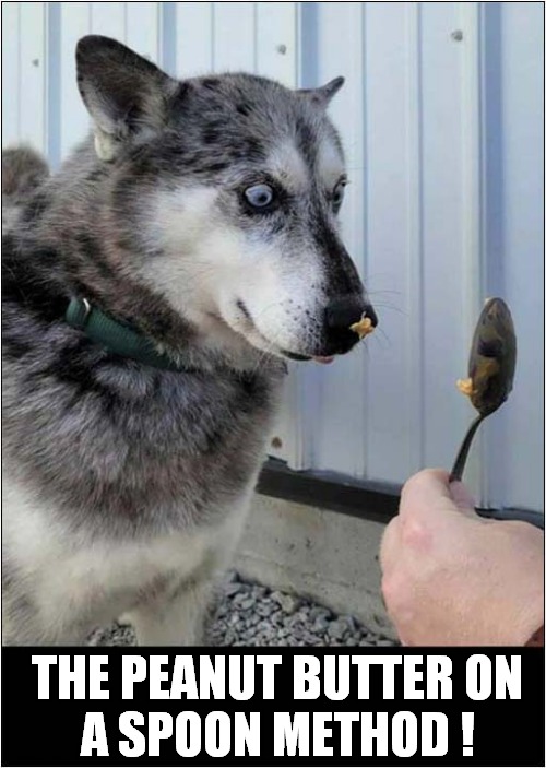 How To Hypnotize A Dog ! | THE PEANUT BUTTER ON
A SPOON METHOD ! | image tagged in dogs,hypnotize,peanut butter,spoon | made w/ Imgflip meme maker
