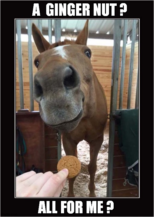 This Horsie Loves A Biscuit ! | A  GINGER NUT ? ALL FOR ME ? | image tagged in horses,biscuits,ginger nuts | made w/ Imgflip meme maker