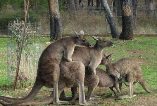 High Quality Kangaroos screwing sex fucking JPP Blank Meme Template