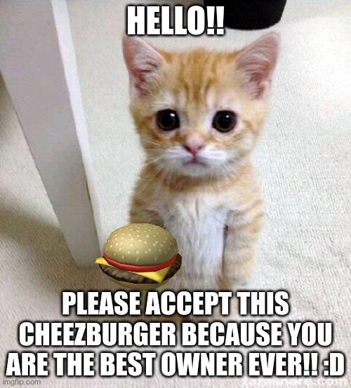 Cute Cat Meme | HELLO!! PLEASE ACCEPT THIS CHEEZBURGER BECAUSE YOU ARE THE BEST OWNER EVER!! :D | image tagged in memes,cute cat | made w/ Imgflip meme maker