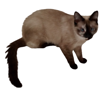 cat surfing Blank Meme Template