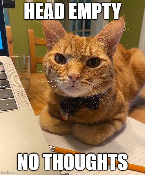 head empty no thoughts | HEAD EMPTY; NO THOUGHTS | image tagged in cat,cats,bowtie,orange | made w/ Imgflip meme maker