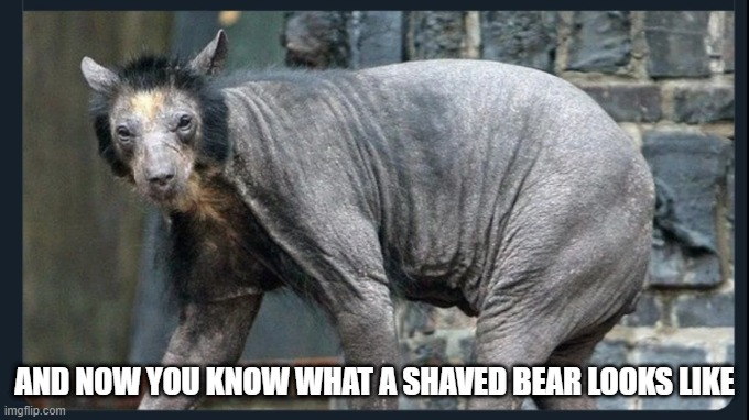 Bare Bear | AND NOW YOU KNOW WHAT A SHAVED BEAR LOOKS LIKE | image tagged in unsee juice | made w/ Imgflip meme maker