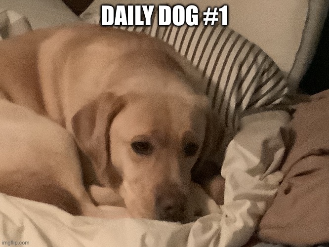 This my new trend I will post new pics of my dog every day hope u guys like | DAILY DOG #1 | image tagged in doge | made w/ Imgflip meme maker