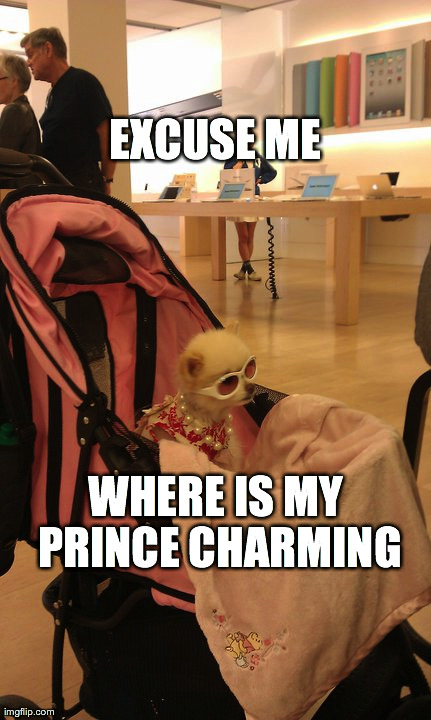 EXCUSE ME WHERE IS MY PRINCE CHARMING | image tagged in funny,dogs | made w/ Imgflip meme maker