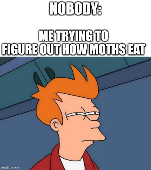 Ye | NOBODY:; ME TRYING TO FIGURE OUT HOW MOTHS EAT | image tagged in memes,futurama fry | made w/ Imgflip meme maker