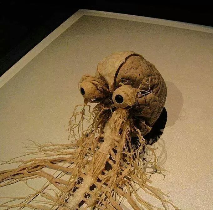 Human Nervous System Blank Meme Template