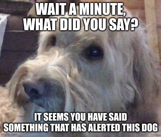 dog | WAIT A MINUTE, WHAT DID YOU SAY? IT SEEMS YOU HAVE SAID SOMETHING THAT HAS ALERTED THIS DOG | image tagged in dog | made w/ Imgflip meme maker