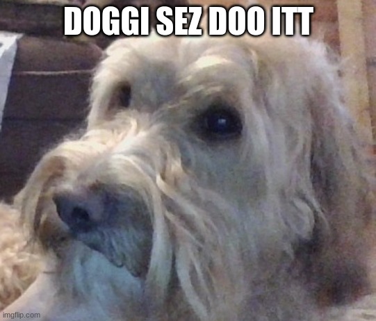 dog | DOGGI SEZ DOO ITT | image tagged in dog | made w/ Imgflip meme maker