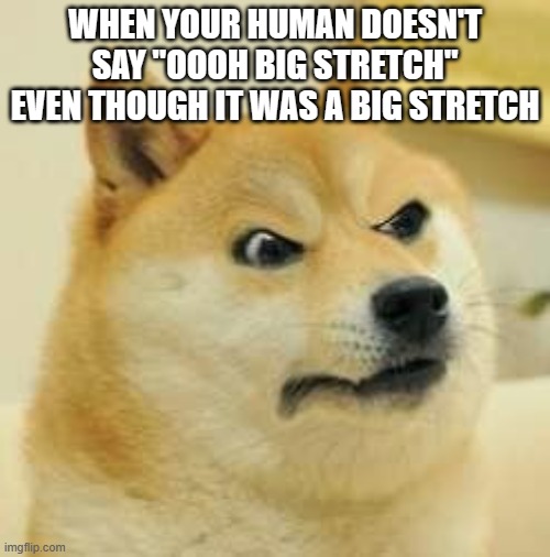 angry doge | WHEN YOUR HUMAN DOESN'T SAY "OOOH BIG STRETCH" EVEN THOUGH IT WAS A BIG STRETCH | image tagged in angry doge | made w/ Imgflip meme maker