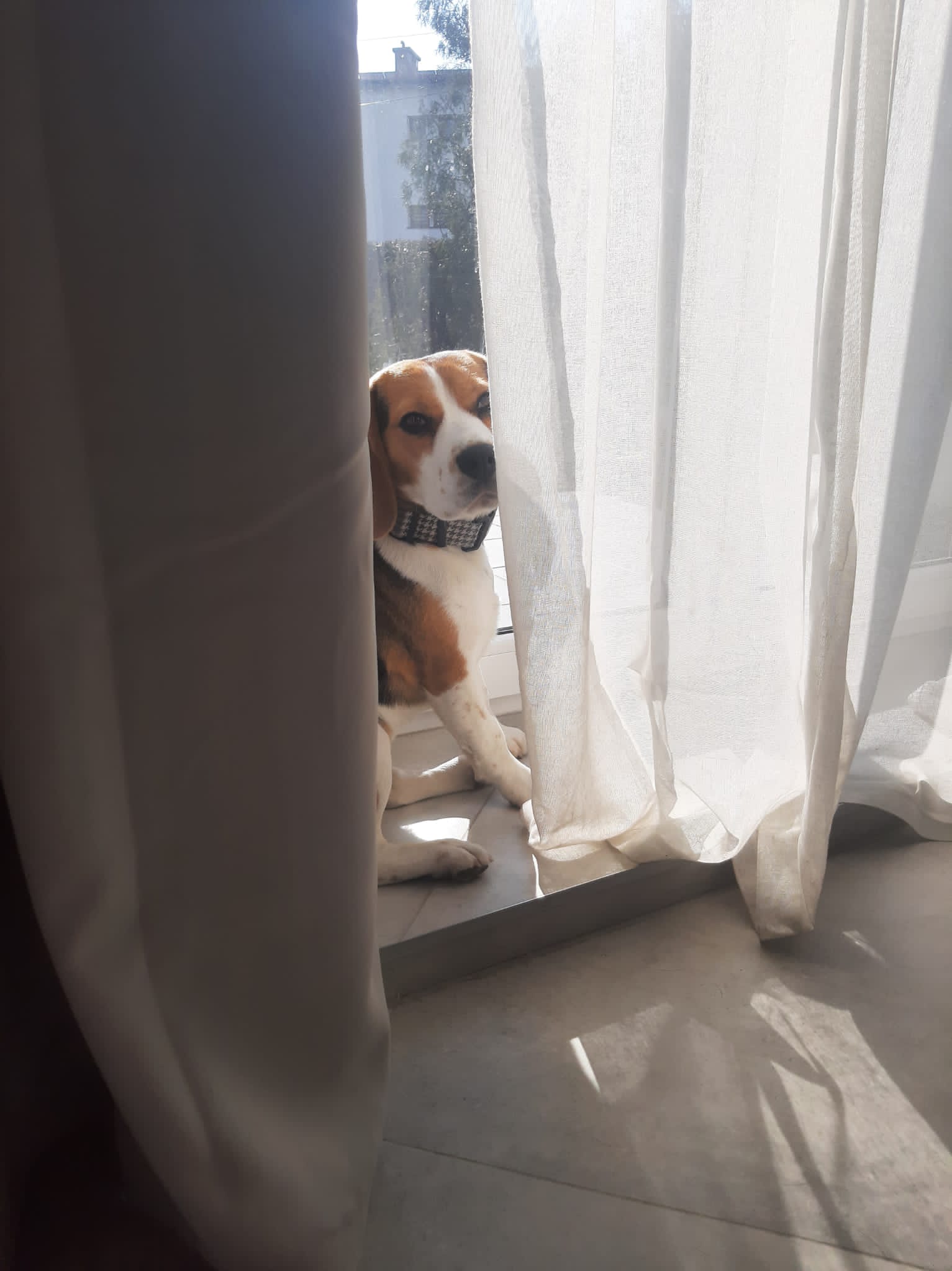 Beagle Blank Meme Template