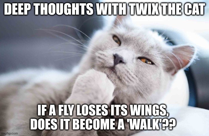 DEEP THOUGHTS WITH TWIX THE CAT; IF A FLY LOSES ITS WINGS, DOES IT BECOME A 'WALK'?? | image tagged in cute cat,deep thoughts,shower thoughts,cats,thinking | made w/ Imgflip meme maker