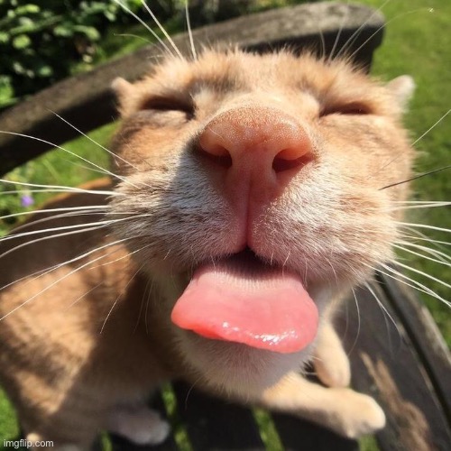 The cat | made w/ Imgflip meme maker