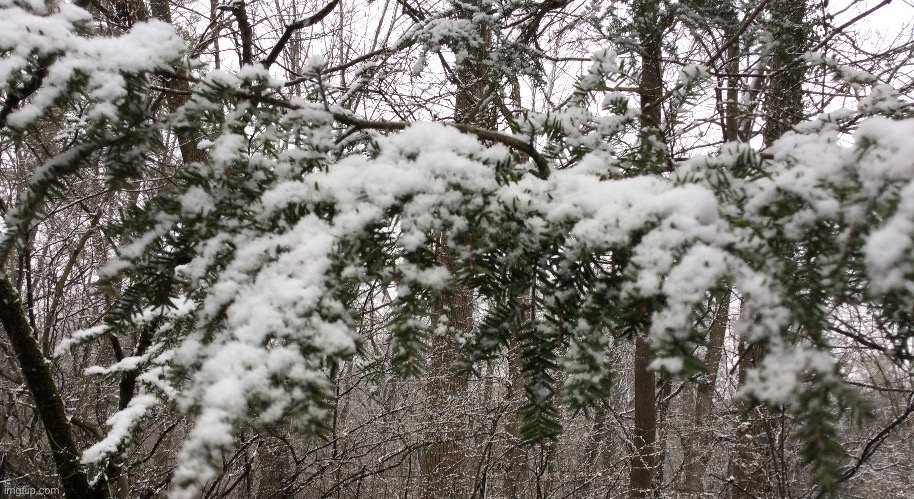 Snow on a branch | image tagged in snow | made w/ Imgflip meme maker