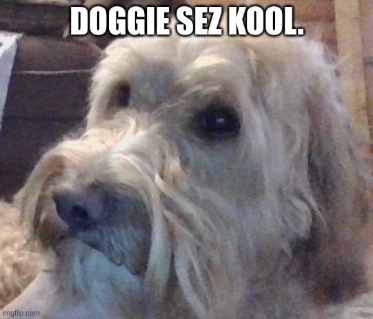 dog | DOGGIE SEZ KOOL. | image tagged in dog | made w/ Imgflip meme maker