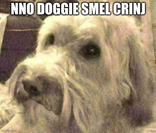 dog | NNO DOGGIE SMEL CRINJ | image tagged in dog | made w/ Imgflip meme maker