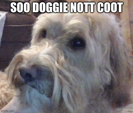 dog | SOO DOGGIE NOTT COOT | image tagged in dog | made w/ Imgflip meme maker