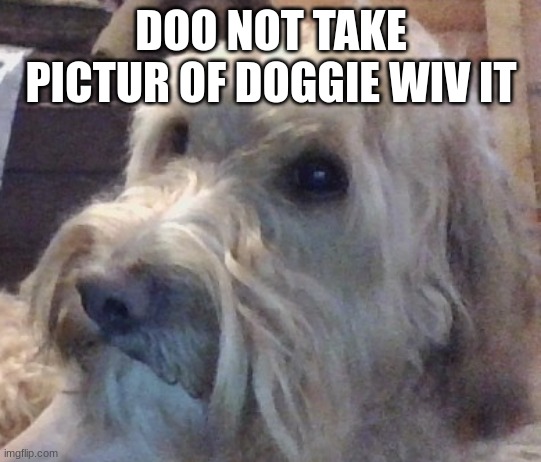 dog | DOO NOT TAKE PICTUR OF DOGGIE WIV IT | image tagged in dog | made w/ Imgflip meme maker