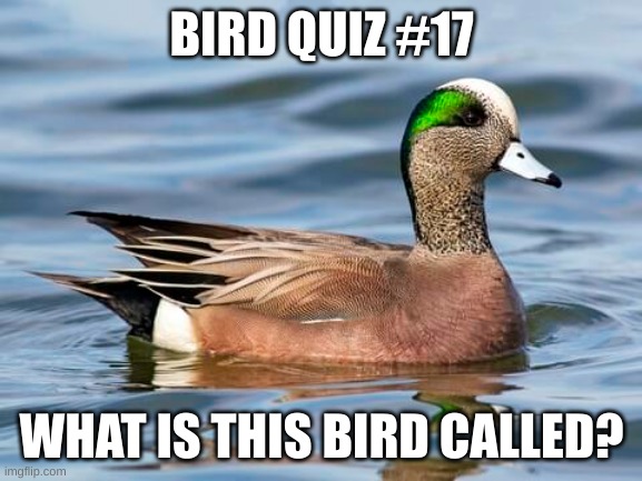 Hint: It starts with a W | BIRD QUIZ #17; WHAT IS THIS BIRD CALLED? | made w/ Imgflip meme maker