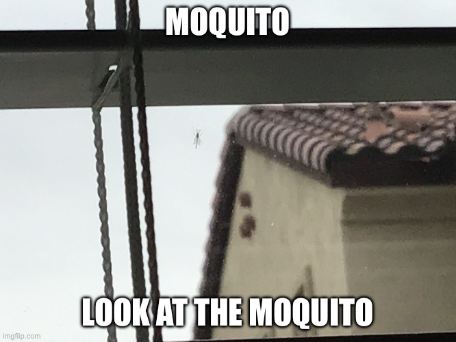 moquito | MOQUITO; LOOK AT THE MOQUITO | image tagged in isa moquito,look a da moquito | made w/ Imgflip meme maker