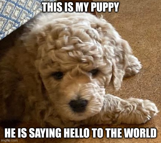 Kenji | THIS IS MY PUPPY; HE IS SAYING HELLO TO THE WORLD | image tagged in puppy,dog | made w/ Imgflip meme maker