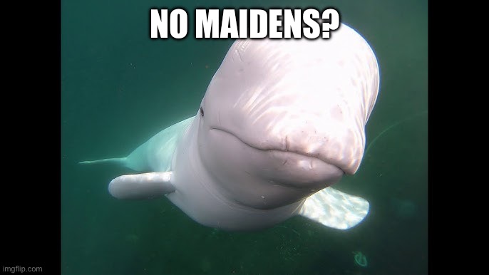 THE BELUG BAHAHA | NO MAIDENS? | made w/ Imgflip meme maker