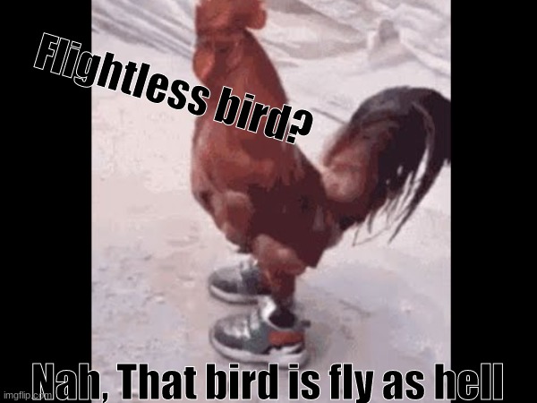bird got the  D  R  I  P | Flightless bird? Nah, That bird is fly as hell | image tagged in bird,drip,eee | made w/ Imgflip meme maker