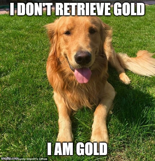 Golden retriever | I DON'T RETRIEVE GOLD I AM GOLD | image tagged in golden retriever | made w/ Imgflip meme maker