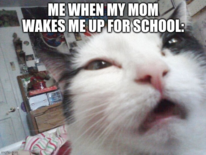 dont wake me up | ME WHEN MY MOM WAKES ME UP FOR SCHOOL: | image tagged in cat,agh | made w/ Imgflip meme maker