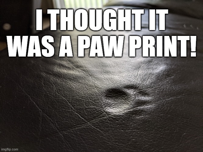 Paw Print In Couch Meme Template | I THOUGHT IT WAS A PAW PRINT! | image tagged in paw print in couch meme template | made w/ Imgflip meme maker