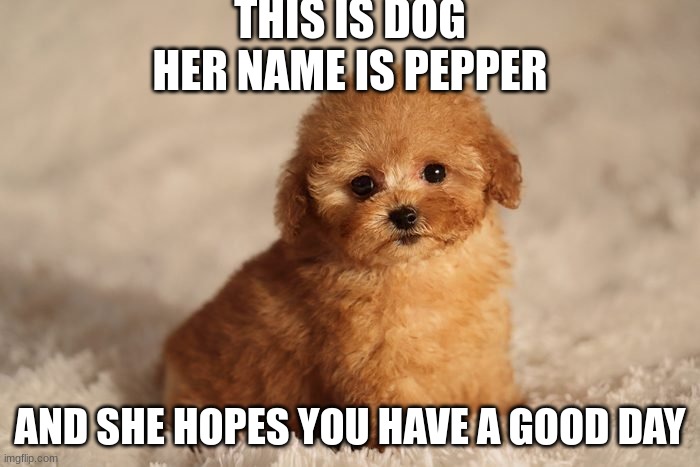 Every one is getting sooo many veiws so imma try it | THIS IS DOG
HER NAME IS PEPPER; AND SHE HOPES YOU HAVE A GOOD DAY | image tagged in dog,cute | made w/ Imgflip meme maker