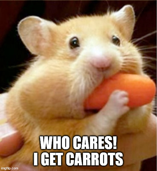 Hamster eats carrot mouthful | WHO CARES! I GET CARROTS | image tagged in hamster eats carrot mouthful | made w/ Imgflip meme maker