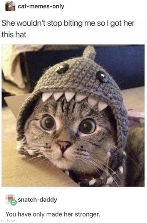 image tagged in memes,funny,wholesome | made w/ Imgflip meme maker