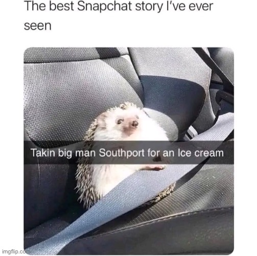 image tagged in memes,funny,wholesome | made w/ Imgflip meme maker