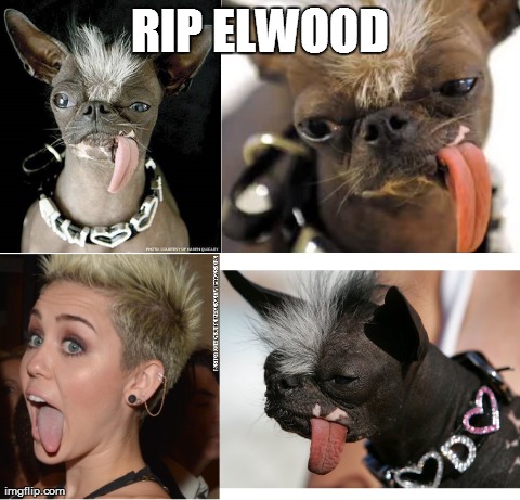 RIP World's Ugliest Dog | RIP ELWOOD | image tagged in elwood,miley cyrus,ugliest dog | made w/ Imgflip meme maker