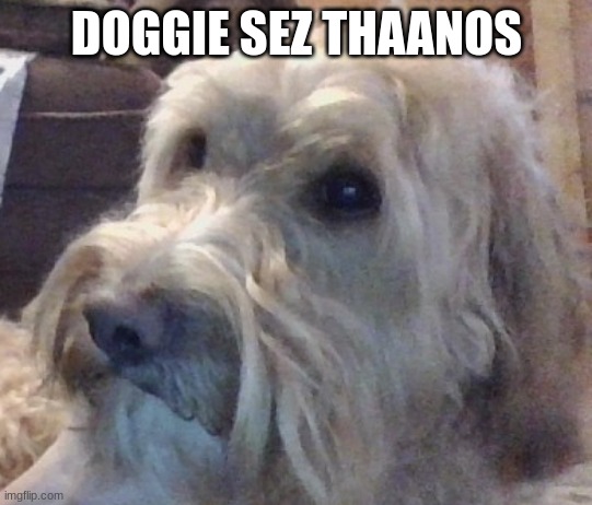 dog | DOGGIE SEZ THAANOS | image tagged in dog | made w/ Imgflip meme maker