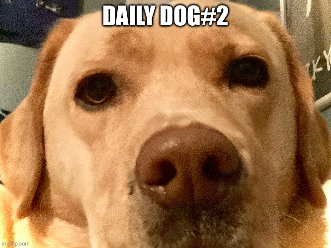 Daily dog#2 | DAILY DOG#2 | image tagged in doge | made w/ Imgflip meme maker